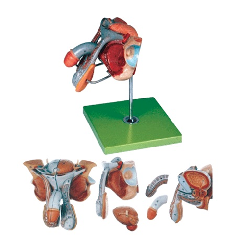 Maqueta de Modelo de Órganos Genitales Masculinos